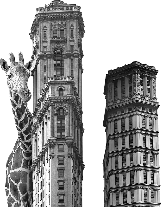Girafe